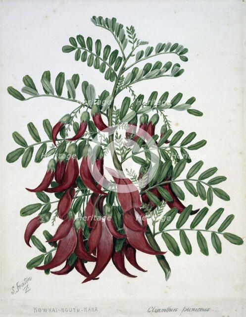 Kowhai-ngutu-kaka. Clianthus puniceus, c1885. Creator: Sarah Featon.