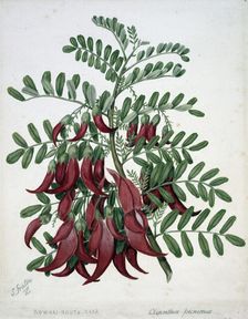 Kowhai-ngutu-kaka. Clianthus puniceus, c1885. Creator: Sarah Featon