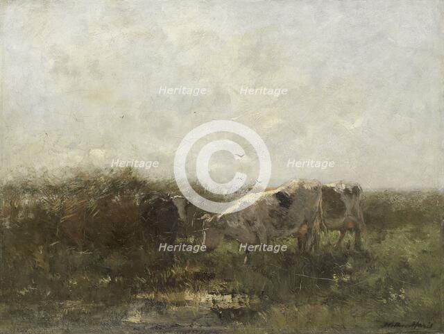 Koeien, 1880-1904. Creator: Willem Maris.