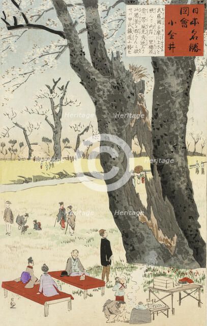 Koganei, Cherry Blossoms, 1896. Creator: Kobayashi Kiyochika.