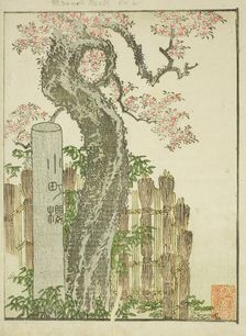 Komachi Cherry Tree (Komachi zakura), from the illustrated book "Picture Book of..., c. 1802. Creator: Hokusai