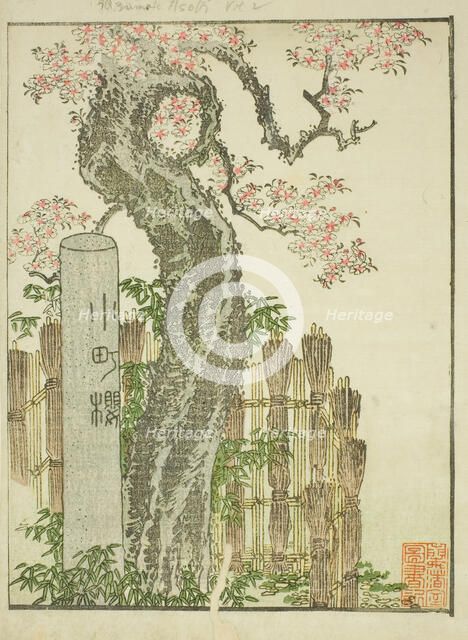 Komachi Cherry Tree (Komachi zakura), from the illustrated book "Picture Book of..., c. 1802. Creator: Hokusai.