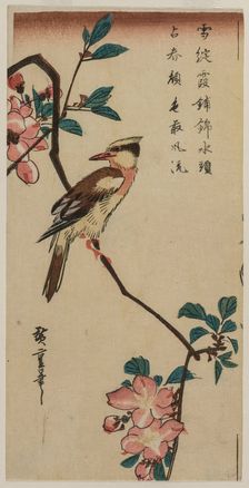 Korean Nightingale on Cherry Branch, early or mid 1830s. Creator: Ando Hiroshige (Japanese, 1797-1858)