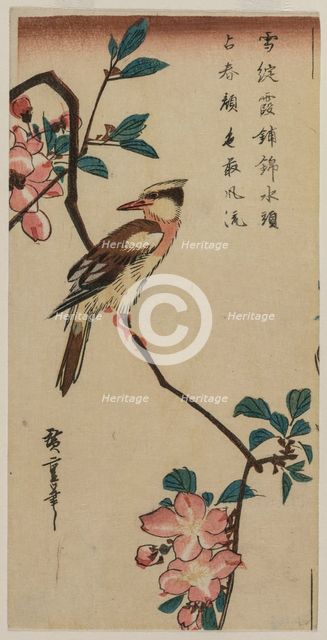 Korean Nightingale on Cherry Branch, early or mid 1830s. Creator: Ando Hiroshige (Japanese, 1797-1858).
