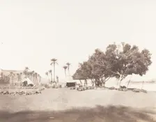 Korósko, Sycomores et Campement d'une Caravane pour le Sennâr, 1851-52, printed 1853-54. Creator: Félix Teynard