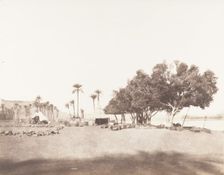 Korósko, Sycomores et Campement d'une Caravane pour le Sennâr, 1851-52, printed 1853-54. Creator: Félix Teynard