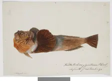 Kathetostoma Giganteum Haast one fourth of natural size, 1872. Creator: James Francis McCardell
