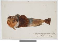 Kathetostoma Giganteum Haast one fourth of natural size, 1872. Creator: James Francis McCardell