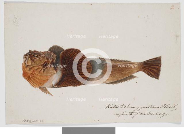 Kathetostoma Giganteum Haast one fourth of natural size, 1872. Creator: James Francis McCardell.
