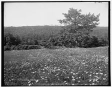 Kaaterskill Mountain wild flowers, Catskill Mountains, N.Y., (1902?). Creator: Unknown