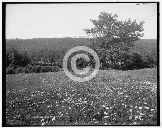 Kaaterskill Mountain wild flowers, Catskill Mountains, N.Y., (1902?). Creator: Unknown.