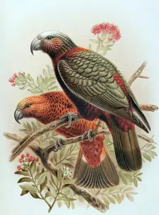 Kaka parrot and variety Kaka-kura. Nestor Meridionalis. (one-half natural size), 1888. Creator: Johannes Keulemans