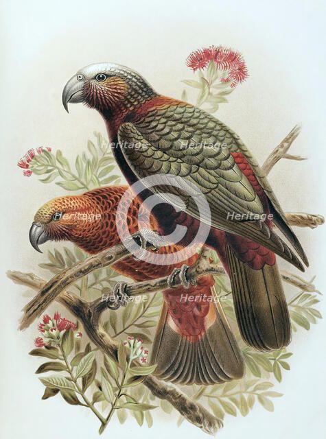 Kaka parrot and variety Kaka-kura. Nestor Meridionalis. (one-half natural size), 1888. Creator: Johannes Keulemans.