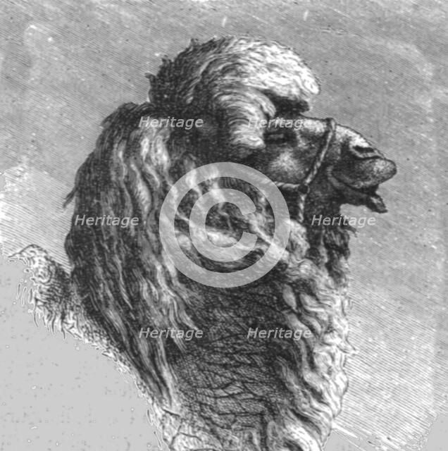 'Kalmuck Camel; The Caucasus', 1875. Creator: Unknown.