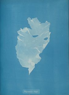 Kalymenia dubyi, ca. 1853. Creator: Anna Atkins