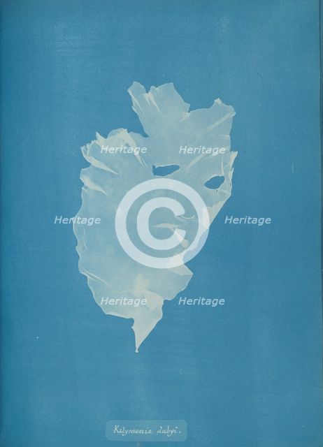 Kalymenia dubyi, ca. 1853. Creator: Anna Atkins.