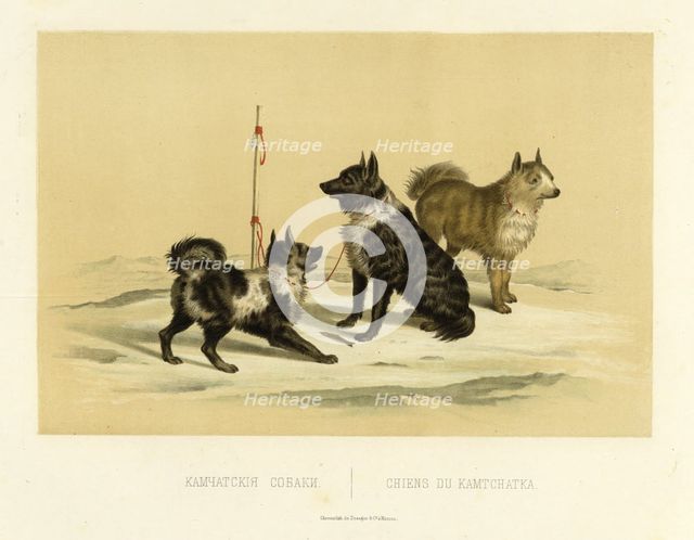 Kamchatka Dogs, 1856. Creator: Ivan Dem'ianovich Bulychev.