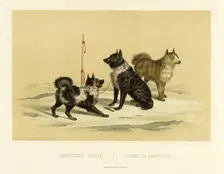 Kamchatka Dogs, 1856. Creator: Ivan Dem'ianovich Bulychev