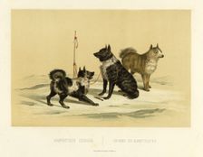 Kamchatka Dogs, 1856. Creator: Ivan Dem'ianovich Bulychev