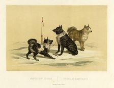 Kamchatka Dogs, 1856. Creator: Ivan Dem'ianovich Bulychev