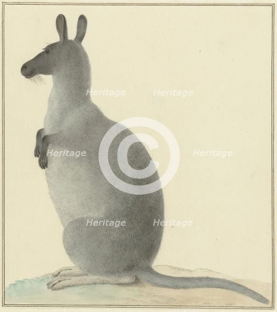 Kangaroo, 1763-1834. Creator: Izaak van Haastert.