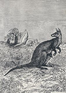 Kangaroo 1924