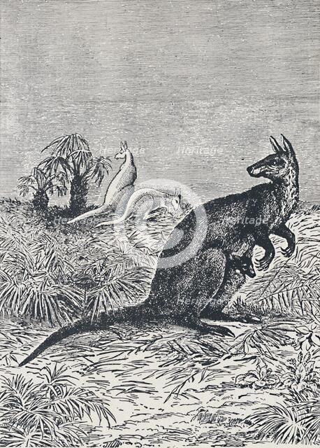 'Kangaroo', 1924. Artist: Unknown.