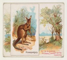 Kangaroo, from Quadrupeds series (N41) for Allen & Ginter Cigarettes, 1890. Creator: Allen & Ginter