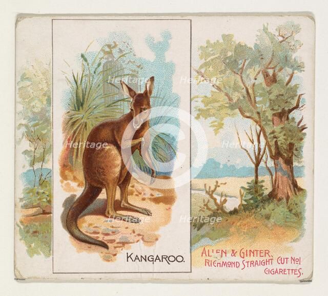 Kangaroo, from Quadrupeds series (N41) for Allen & Ginter Cigarettes, 1890. Creator: Allen & Ginter.