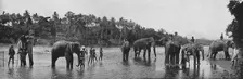 Kandy. Sacred Elephants of the Temple Bathing c1890, (1910). Artist: Alfred William Amandus Plate