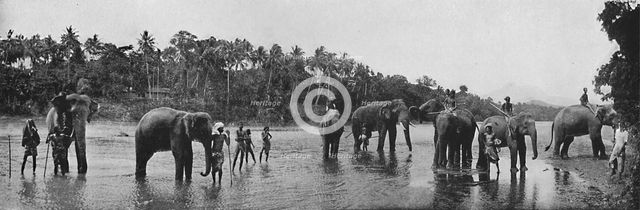 'Kandy. Sacred Elephants of the Temple Bathing', c1890, (1910). Artist: Alfred William Amandus Plate.