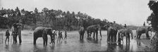 Kandy. Sacred Elephants of the Temple Bathing c1890, (1910). Artist: Alfred William Amandus Plate