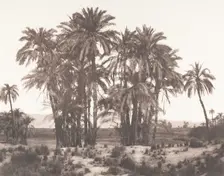 Karnak, Groupe de Dattiers Vu du Point A, 1851-52, printed 1853-54. Creator: Félix Teynard
