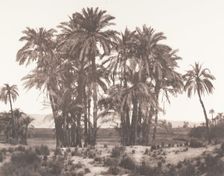 Karnak, Groupe de Dattiers Vu du Point A, 1851-52, printed 1853-54. Creator: Félix Teynard