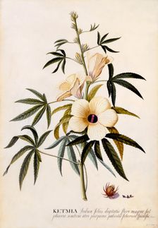 Ketmia, c. 1742 (hand coloured engraving). Creator: "Georg Dionysius Ehret (1710 - 70); Ehret, Georg Dionysius (1710-1770)"