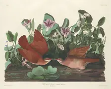 Key-west Dove, 1833. Creator: Robert Havell