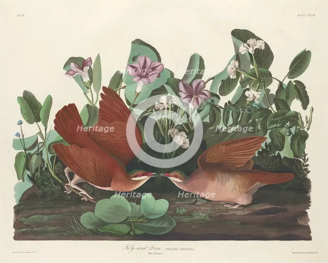 Key-west Dove, 1833. Creator: Robert Havell.