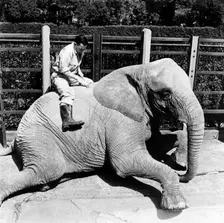 Keeper and elephant, London Zoo, (1950s?). Creator: Henry Grant