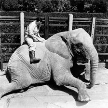 Keeper and elephant, London Zoo, (1950s?). Creator: Henry Grant