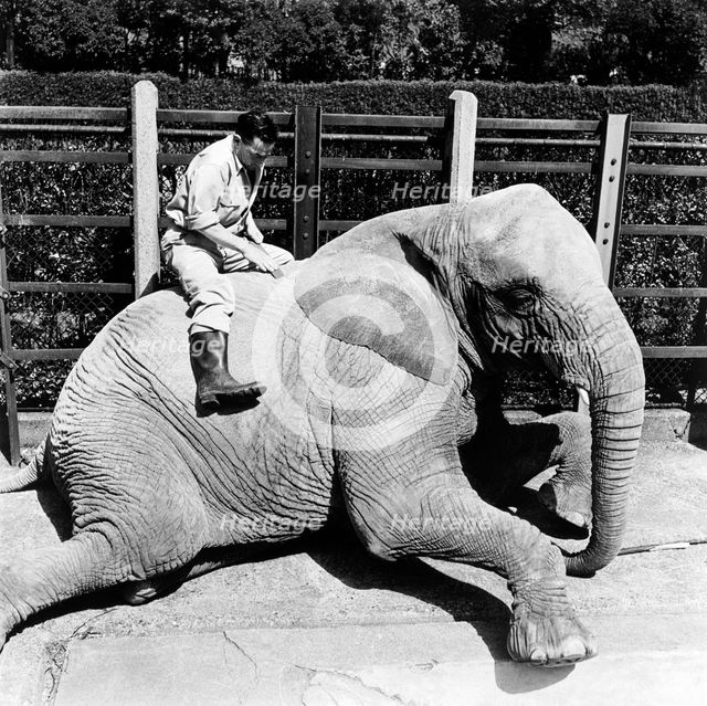 Keeper and elephant, London Zoo, (1950s?). Creator: Henry Grant.