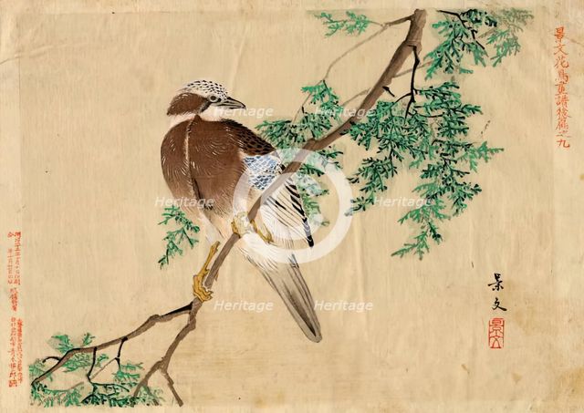 Keibun Kacho (flower and bird) vol 2 no.9, pub 1892. Creator: Matsumura Keibun.