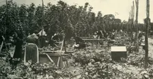 Kent Hops c1948. Creator: Unknown