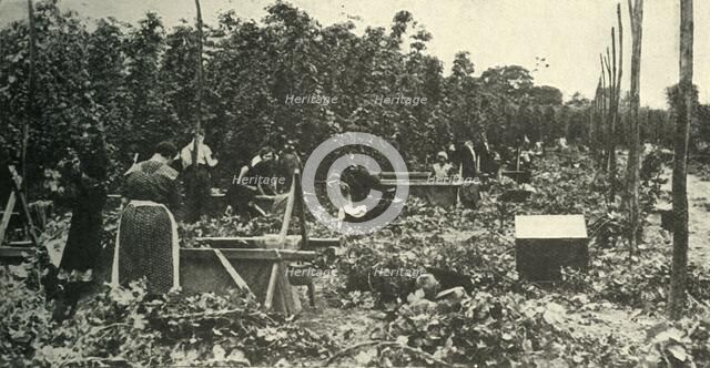 'Kent Hops', c1948. Creator: Unknown.