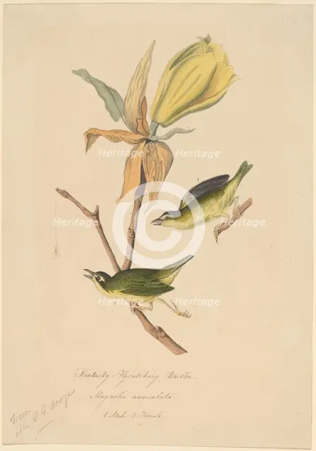 Kentucky Fly-catching Warbler, 1830s. Creator: John Woodhouse Audubon.