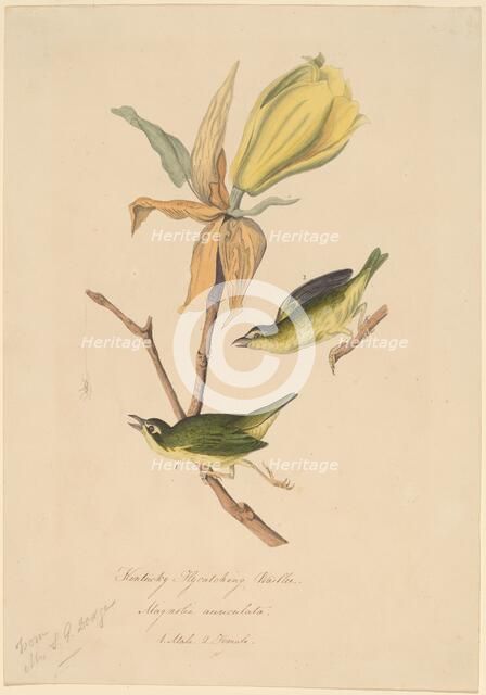 Kentucky Fly-catching Warbler, 1830s. Creator: John Woodhouse Audubon.