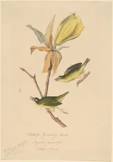 Kentucky Fly-catching Warbler, 1830s. Creator: John Woodhouse Audubon