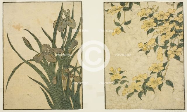 Kerria and Iris, from the illustrated book "Picture Book: Flowers of the Four Seasons..., 1801. Creator: Kitagawa Utamaro.