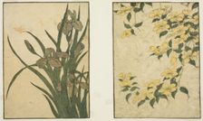 Kerria and Iris, from the illustrated book "Picture Book: Flowers of the Four Seasons..., 1801. Creator: Kitagawa Utamaro