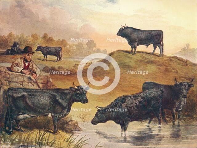 Kerry cattle, c1903 (c1910). Artist: WA Woods.