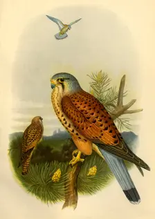 Kestrel 1862, (1942). Creator: Joseph Wolf